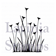 Lavinia - Fairy Buttercups